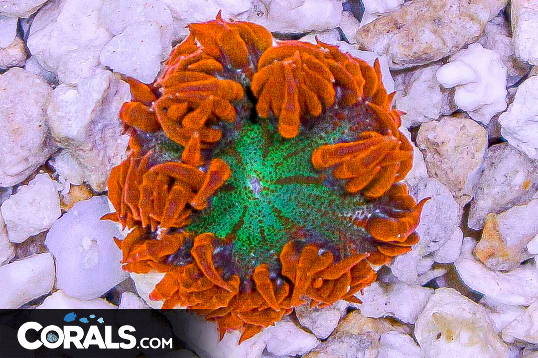 Rock Flower Anemone ULTRA