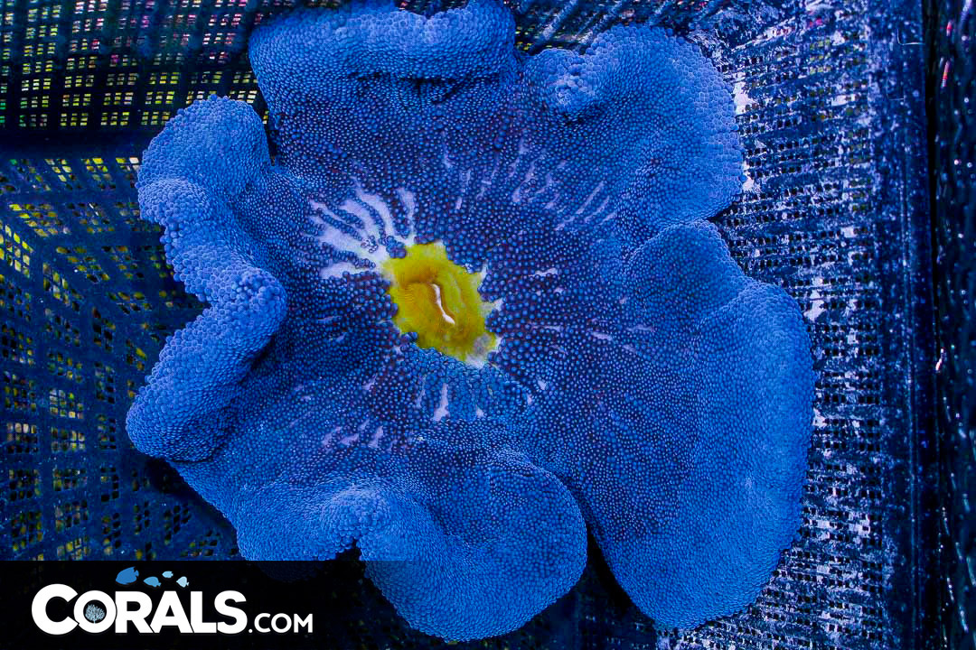 BLUE RARE Carpet Anemone Indo