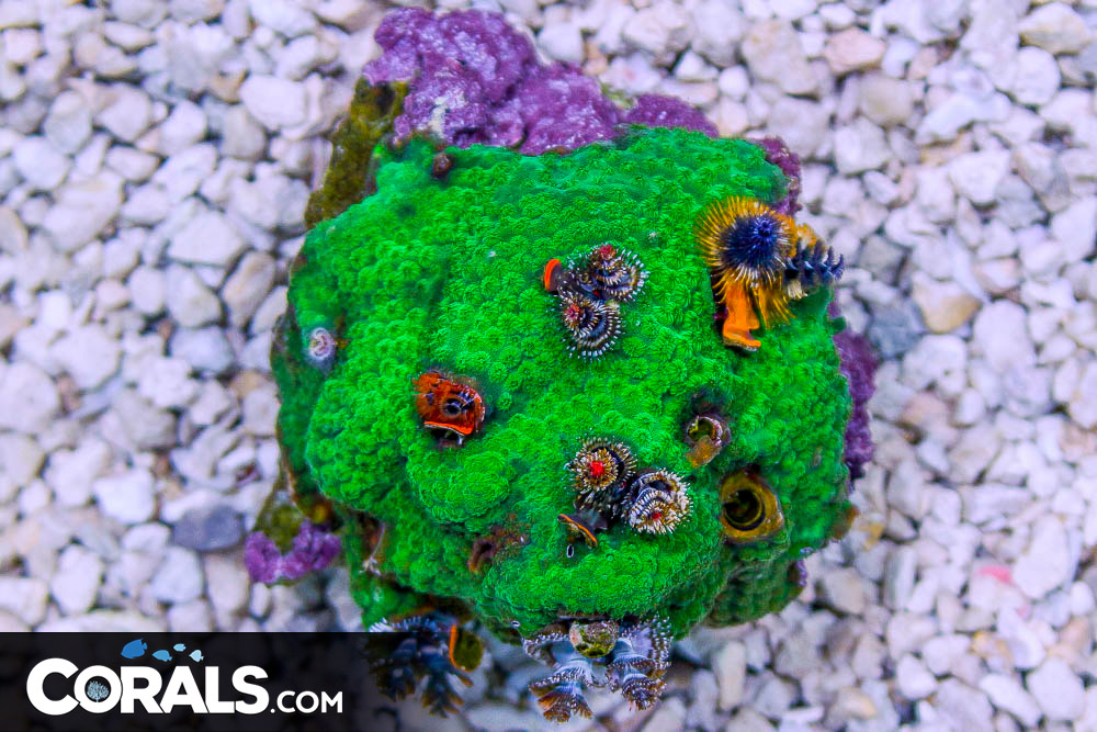 Christmas Tree Worm Rock Australia Invert Hosting in Coral/Rock