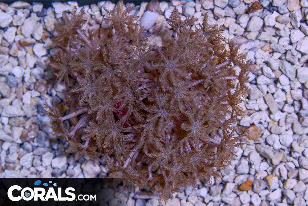Xenia Frag on Real Reef Base BIG
