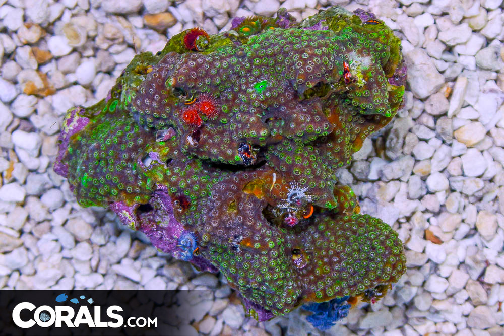 Christmas Tree Worm Rock Australia Invert Hosting in Coral/Rock
