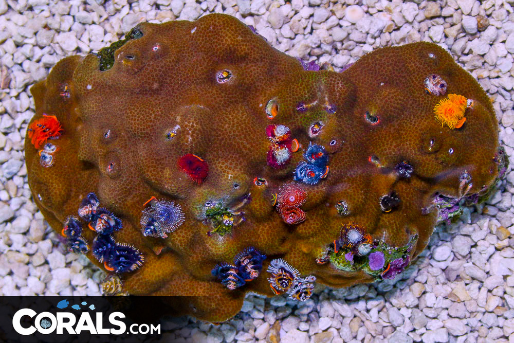SHOW SIZE Christmas Tree Worm Rock Australia Invert Hosting in