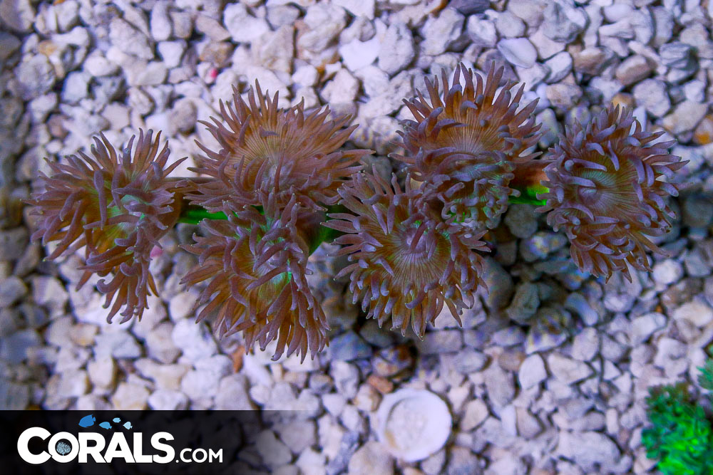 Duncan Colony Australia 6 Polyps BRANCHING NEON STEM