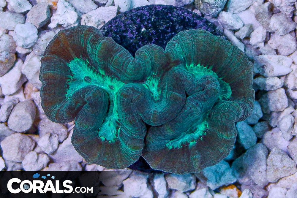 Candy Cane Frag FAT POLYP