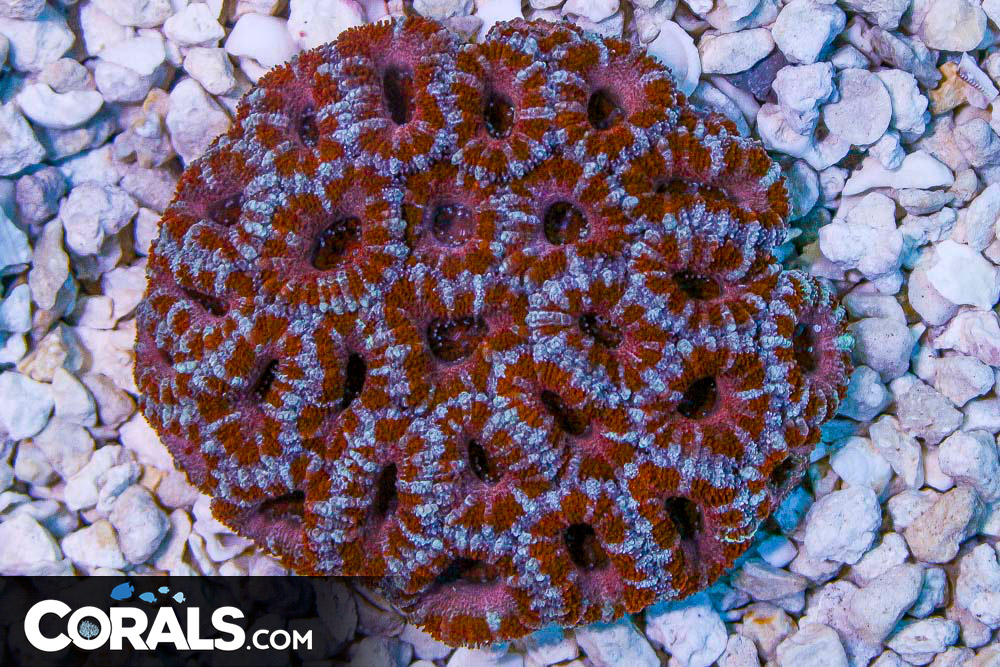 Acan Lord Australia PINK CANDY CANE