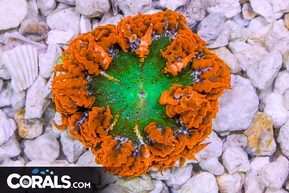 Rock Flower Anemone ULTRA