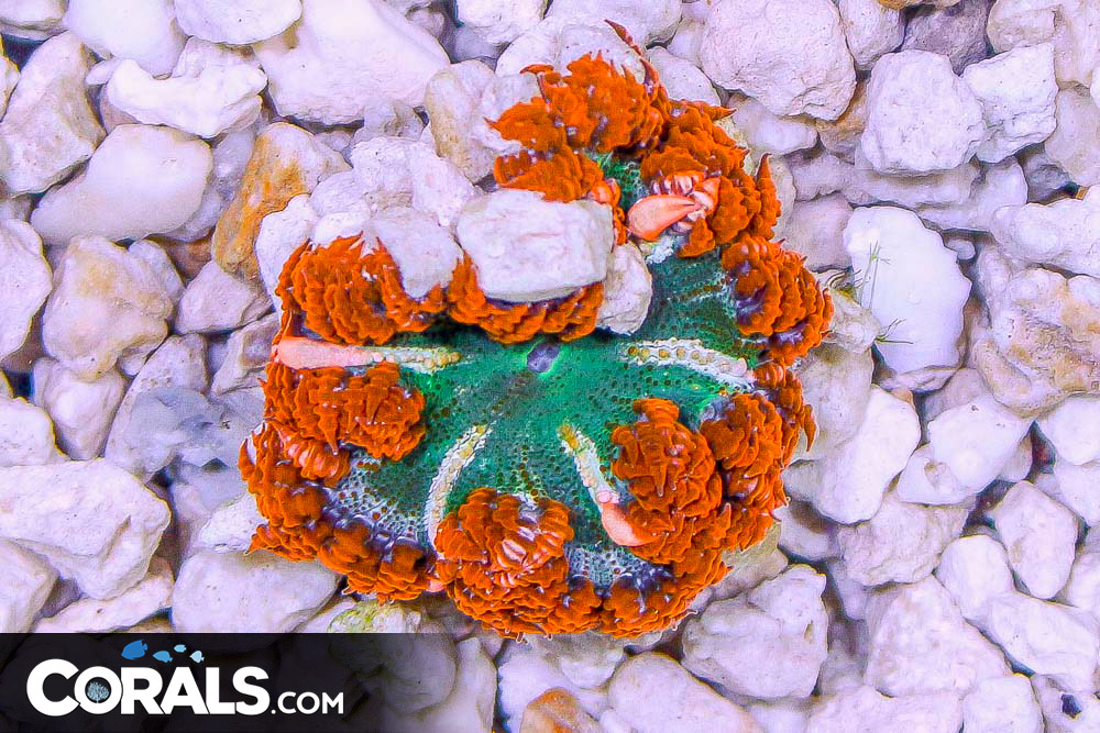 Rock Flower Anemone ULTRA