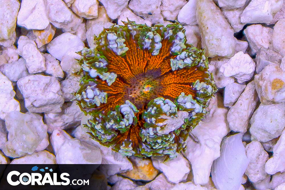 Rock Flower Anemone ULTRA