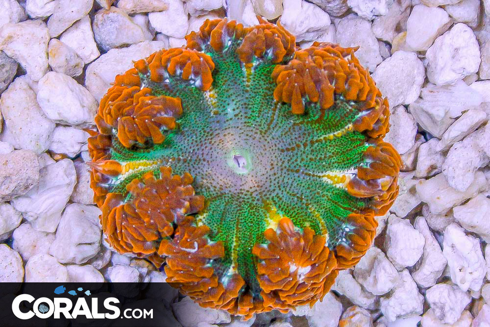 Rock Flower Anemone ULTRA