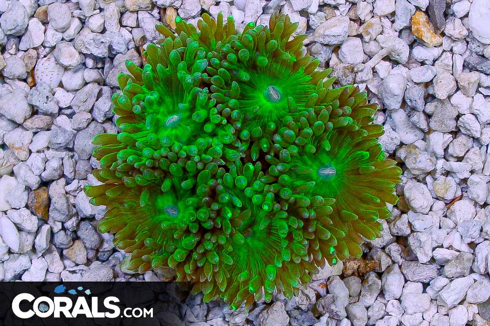 Duncan Colony Australia 5 Polyps