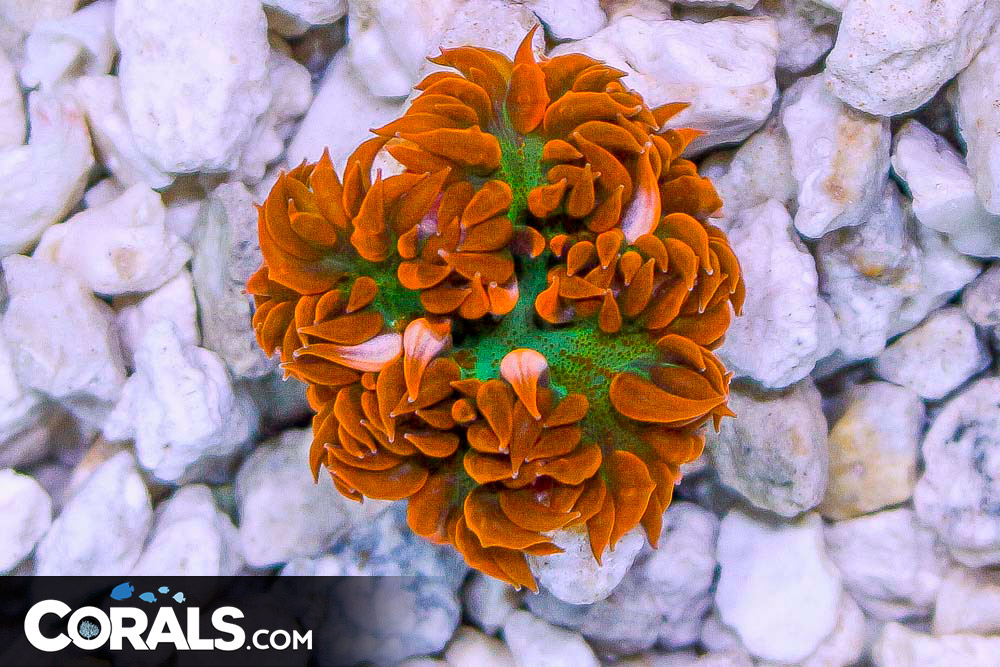 Rock Flower Anemone ULTRA