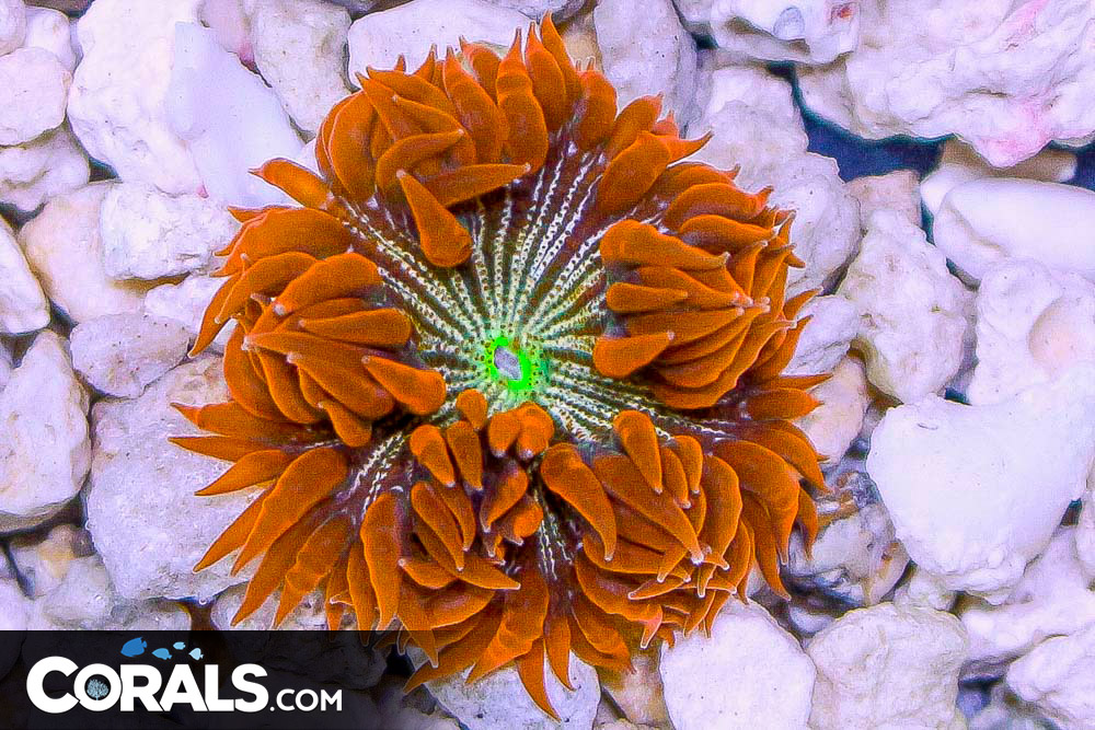 Rock Flower Anemone ULTRA