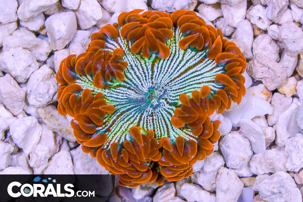 Rock Flower Anemone ULTRA