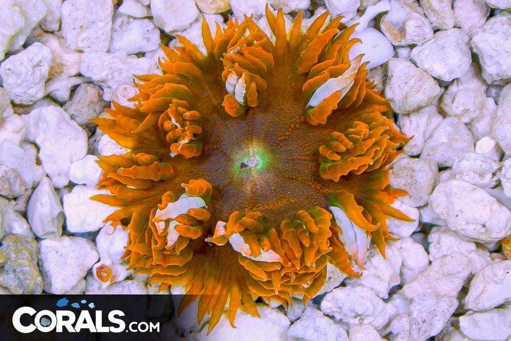 Rock Flower Anemone ULTRA
