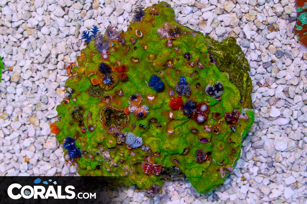 SHOW SIZE Christmas Tree Worm Rock Australia Invert Hosting in