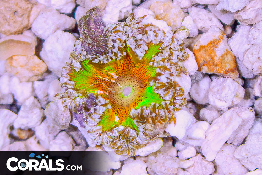 Rock Flower Anemone ULTRA