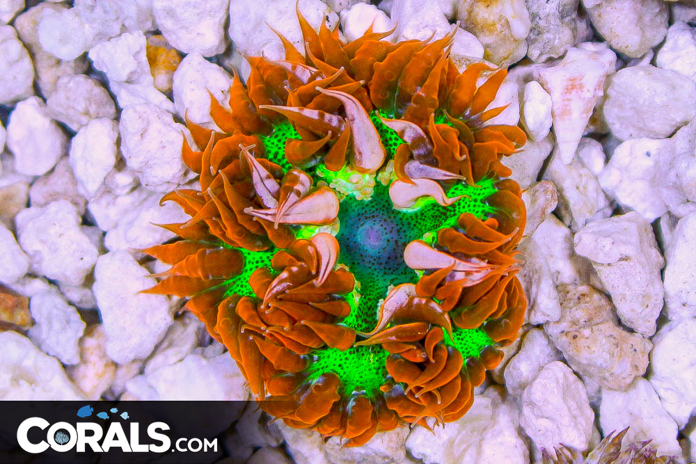 Rock Flower Anemone ULTRA