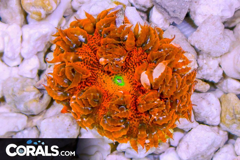 Rock Flower Anemone ULTRA