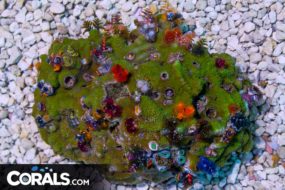 SHOW SIZE Christmas Tree Worm Rock Australia Invert Hosting in