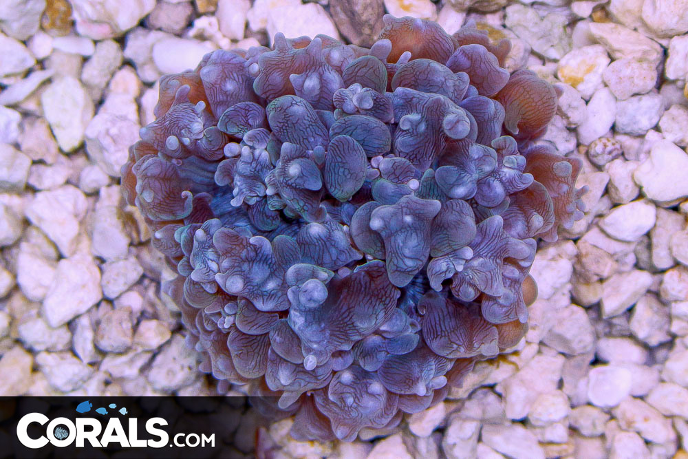 RARE COLOR Bubble Coral Australia BLUE