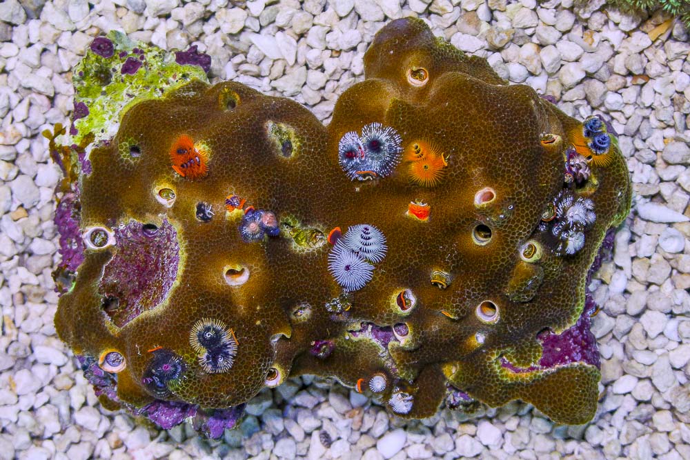 SHOW SIZE Christmas Tree Worm Rock Australia Invert Hosting in