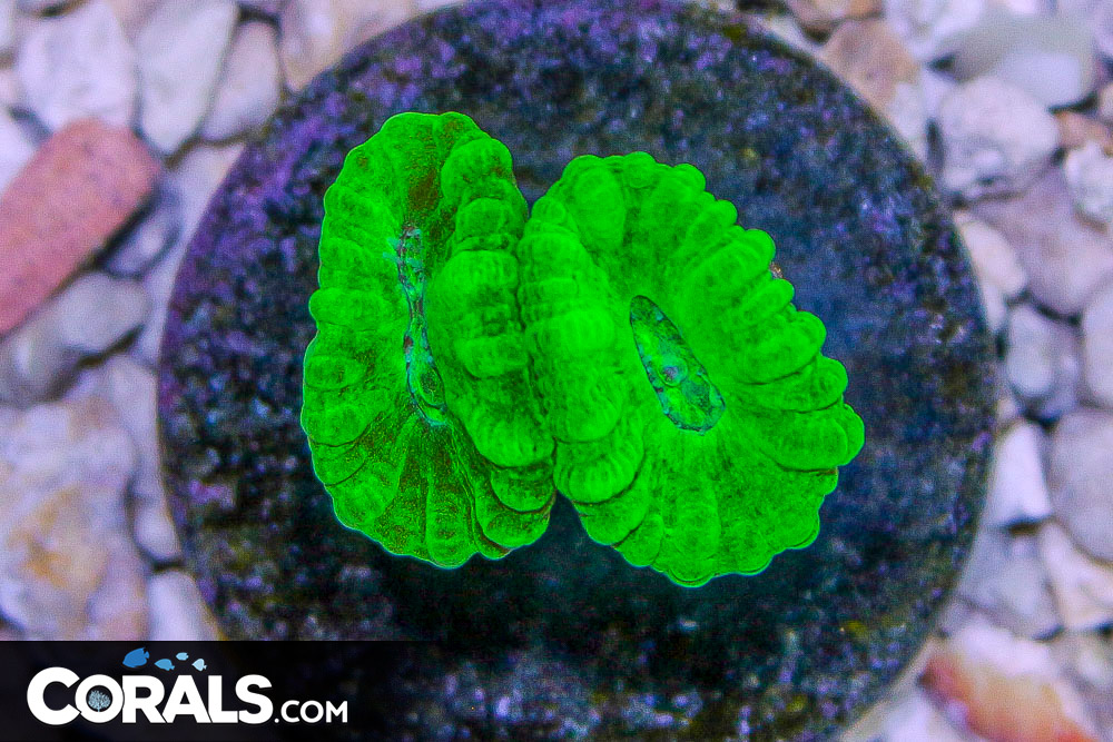 Candy Cane Frag Green