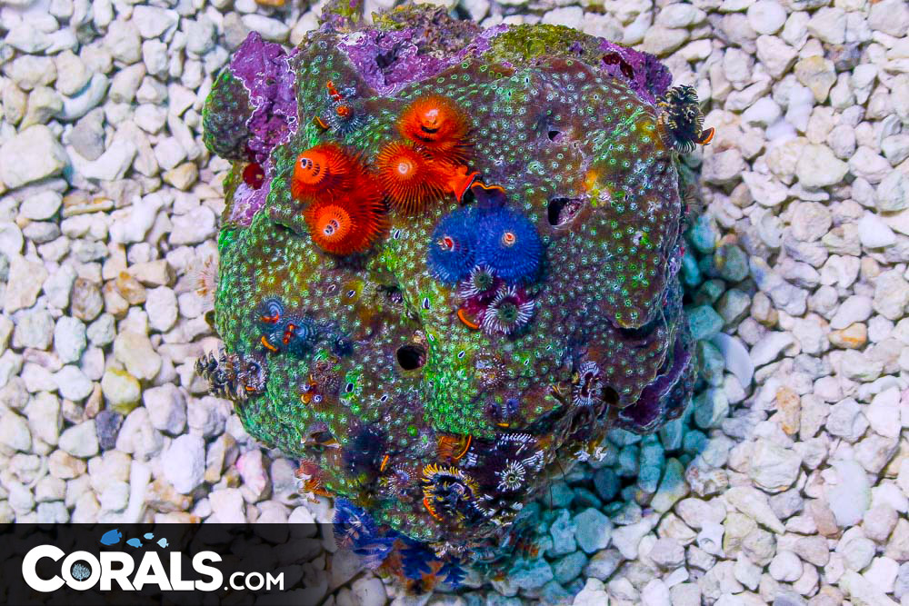 Christmas Tree Worm Rock Australia Invert Hosting in Coral/Rock