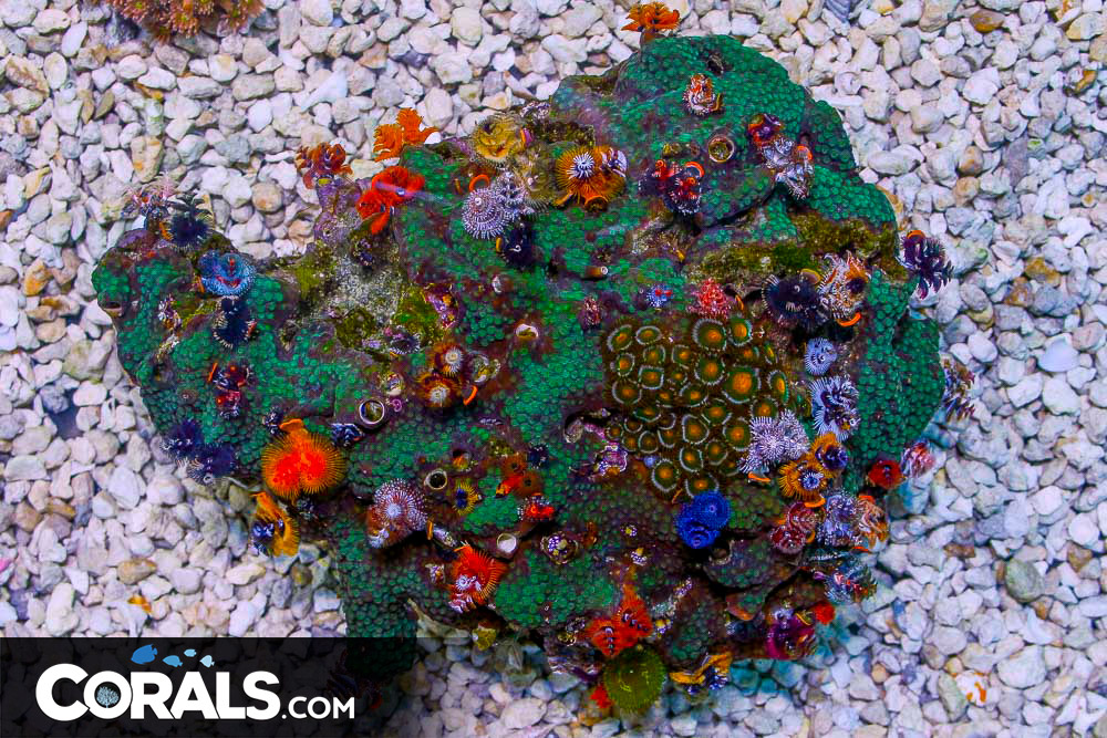 SHOW SIZE Christmas Tree Worm Rock Australia Invert Hosting in