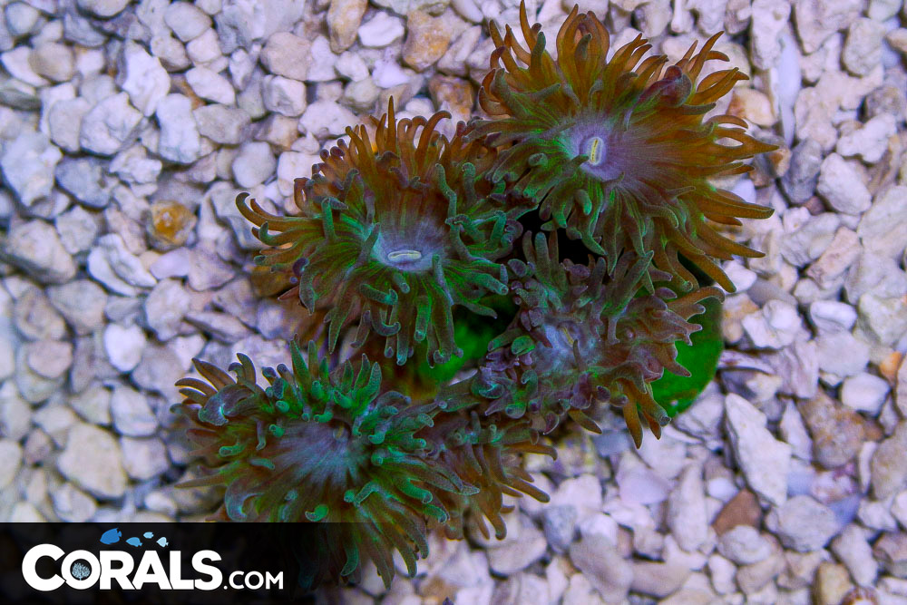Duncan Colony Australia 45 Polyps