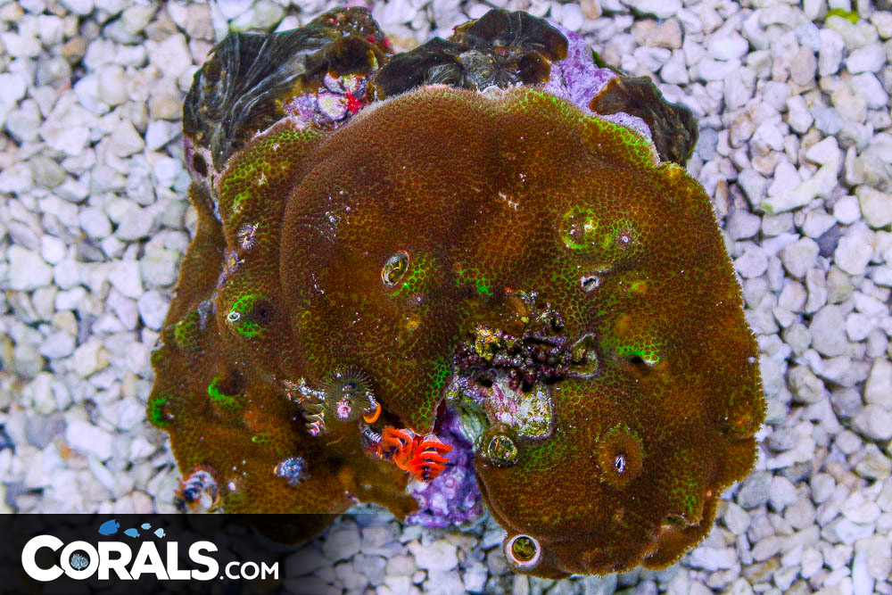 Christmas Tree Worm Rock Australia Invert Hosting in Coral/Rock