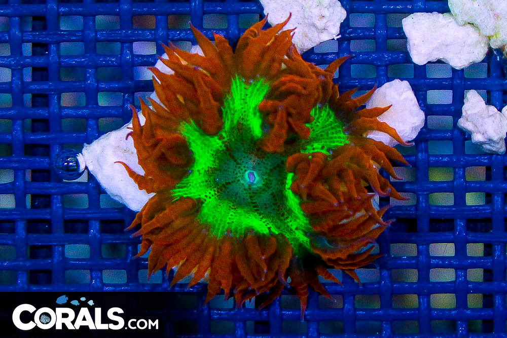 Rock Flower Anemone ULTRA
