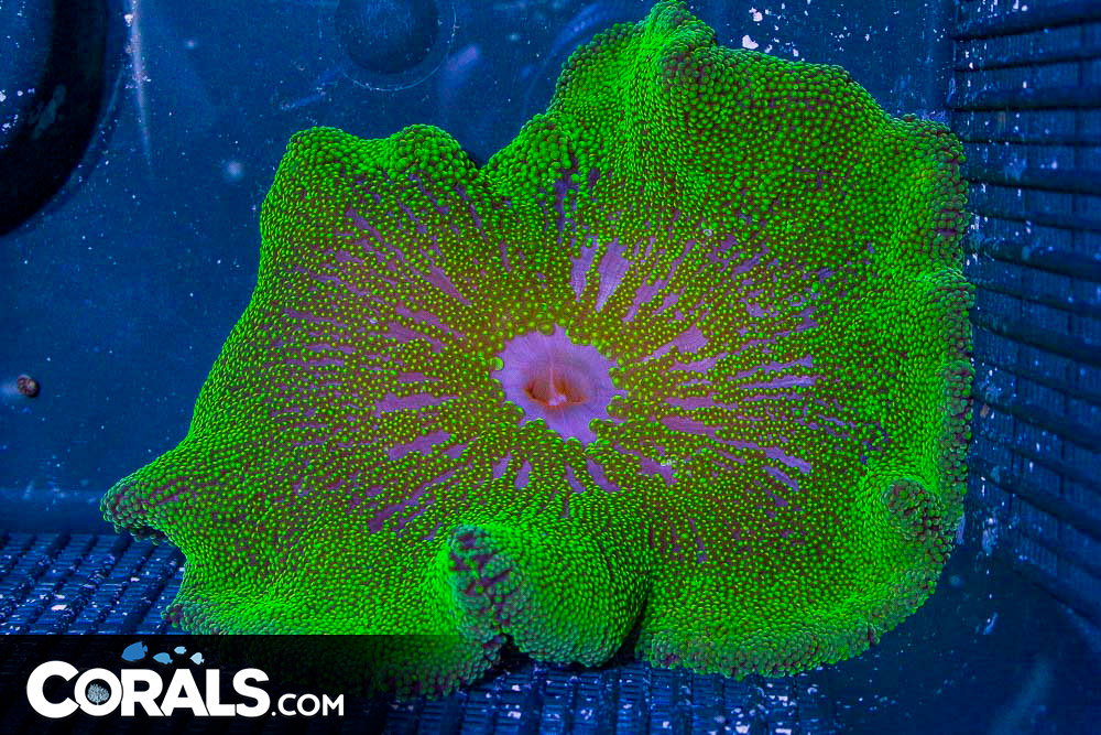 NEON Carpet Anemone Indo GLOWS!