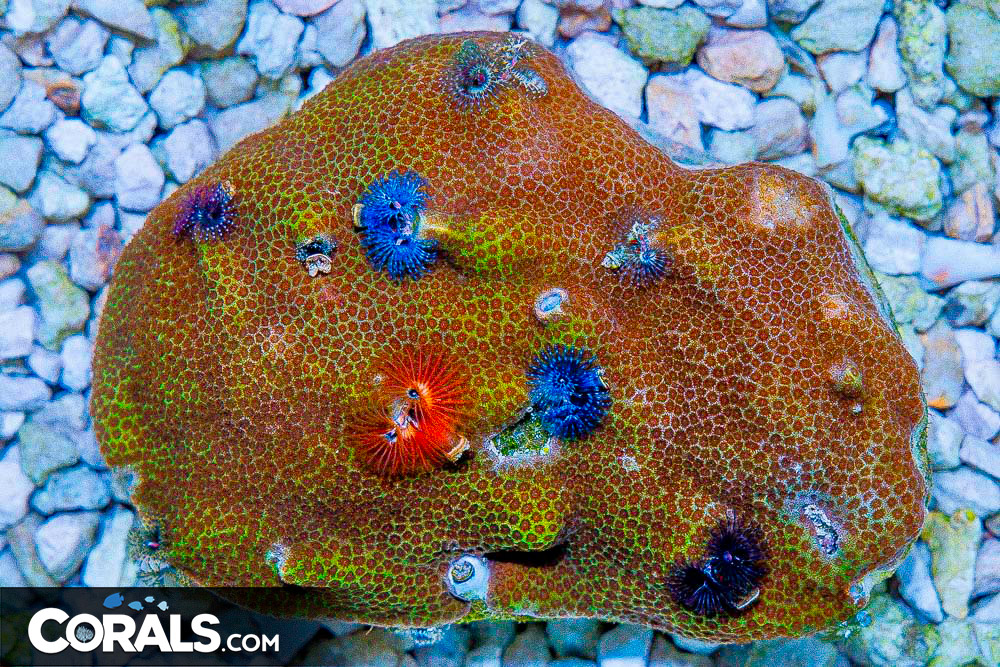 SMALL Christmas Tree Worm Rock Indo Invert Hosting in Coral/Rock