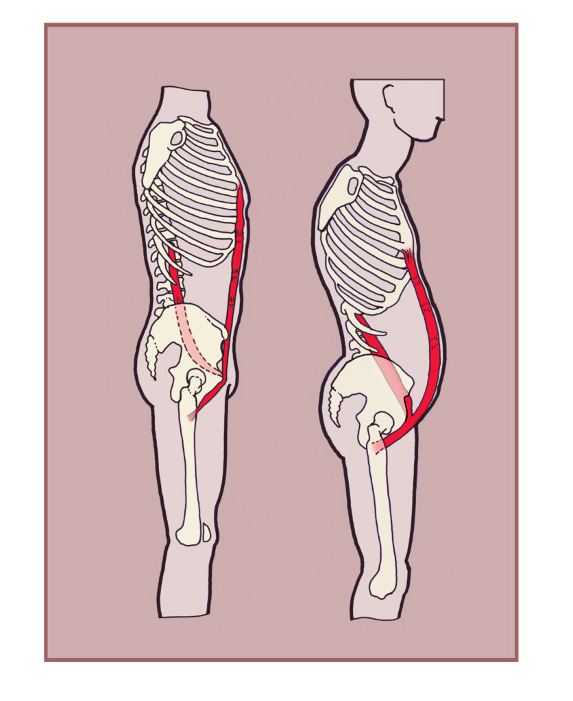 The Relationship Between The Psoas Major And Sit Ups