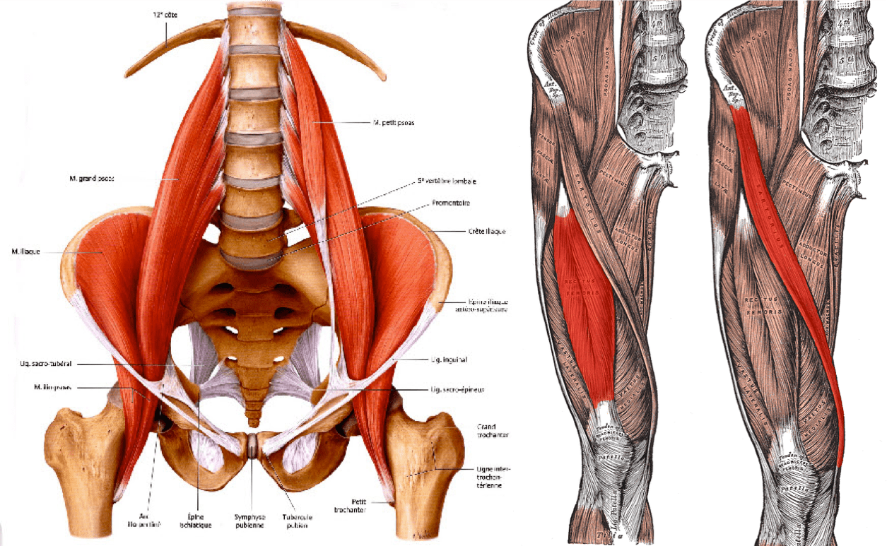 Hip flexors Psoas, Sartorius, Rectus Femoris