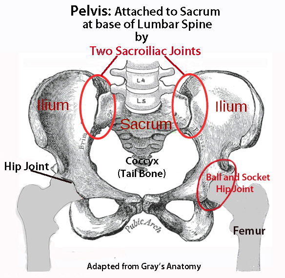 Human Lower Back Bones Human Skeleton Skeletal System Function