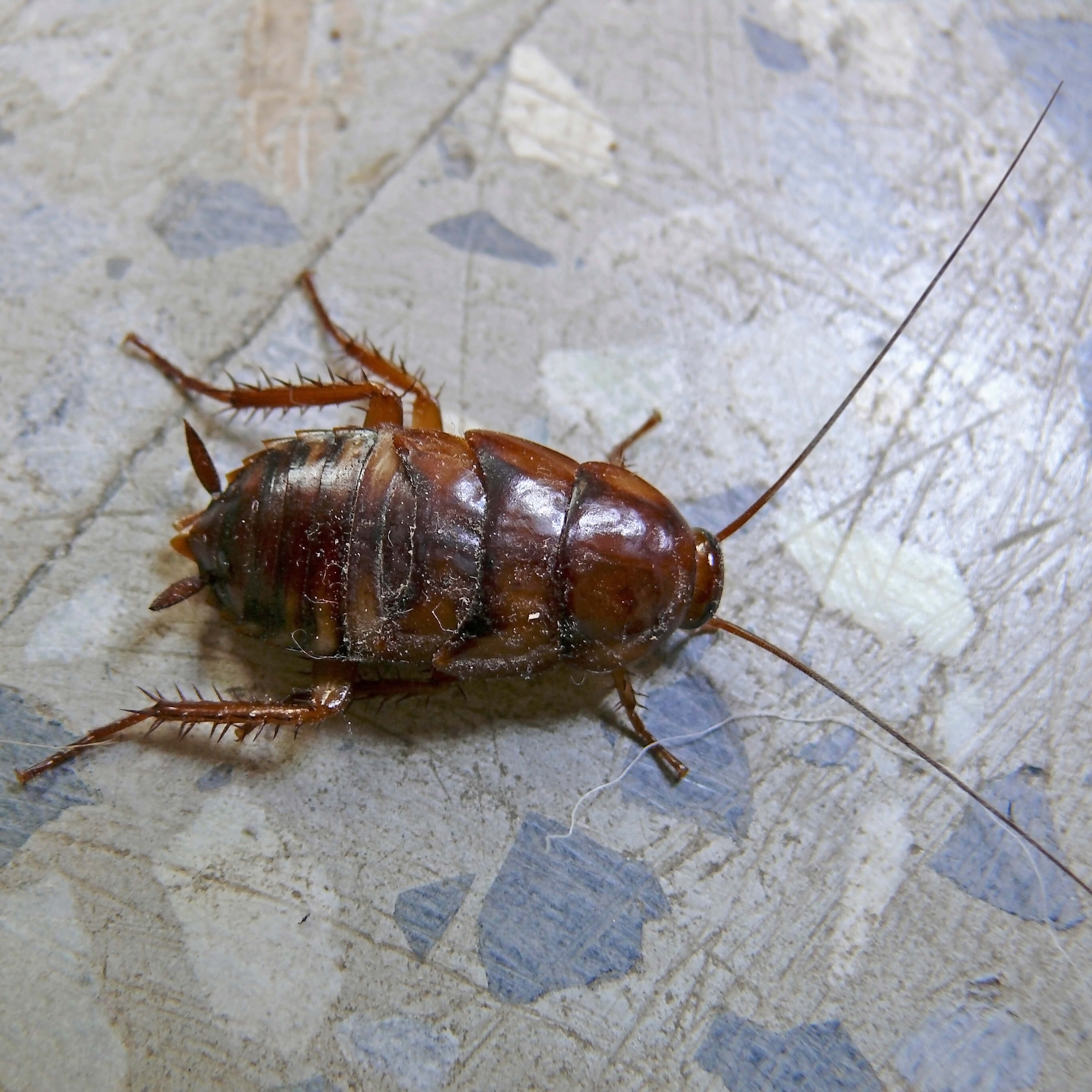 PEST IDENTIFICATION I PEST ID I PEST EDUCATION I Corky's Pest Control I