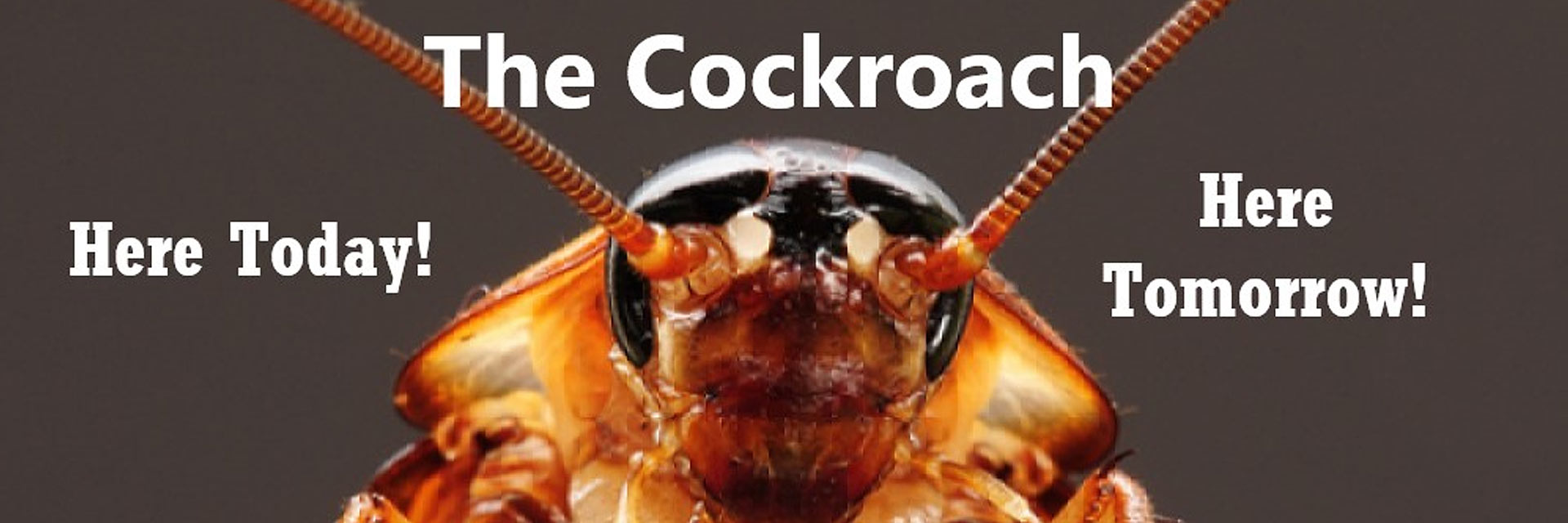 Cockroach Control Service Quick Facts Corky's Pest Control Services