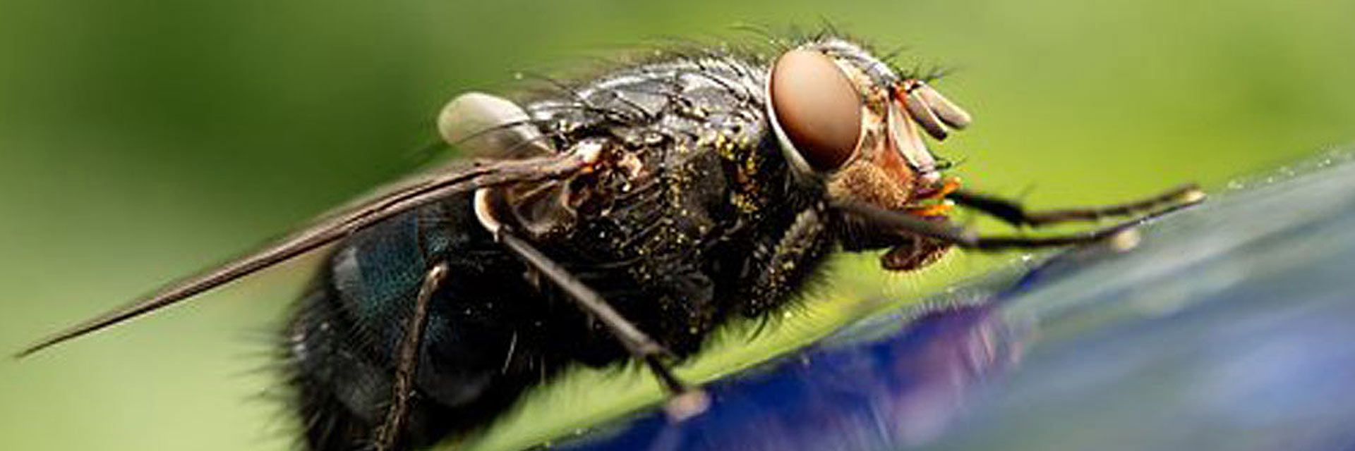 Fly Control Service Quick Facts Corky's Pest Control Services