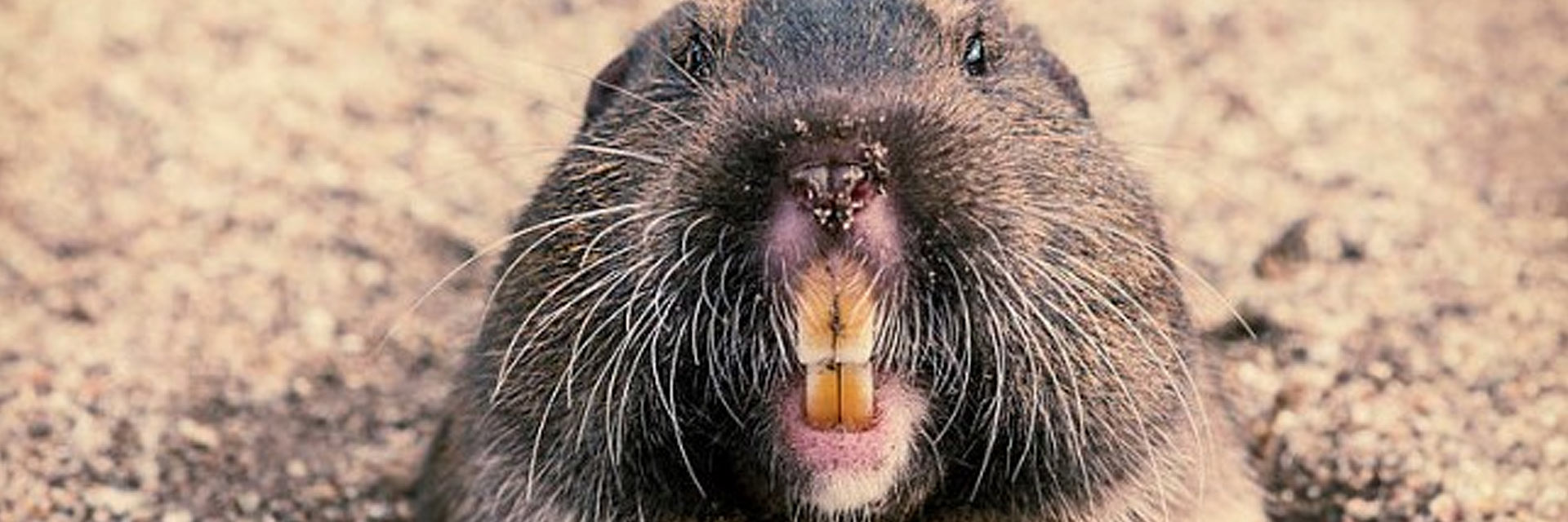 Gopher Service Quick Facts Corky's Pest Control Services & Termite