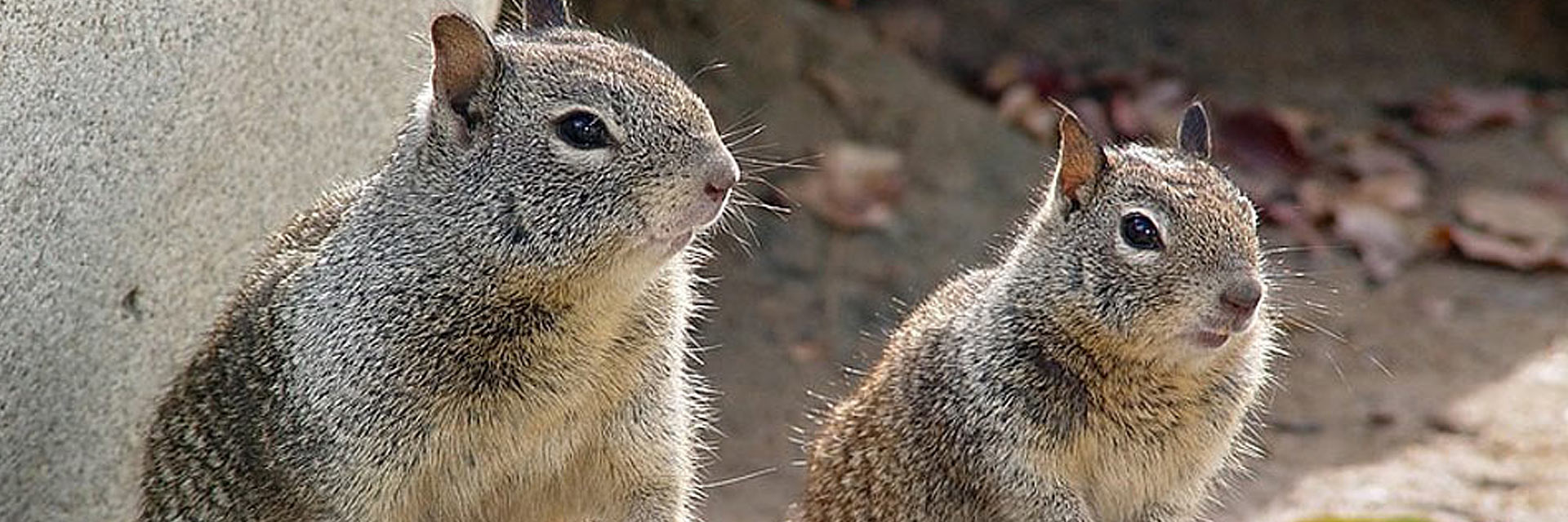 Ground Squirrel Control Service Quick Facts Corky's Pest Control