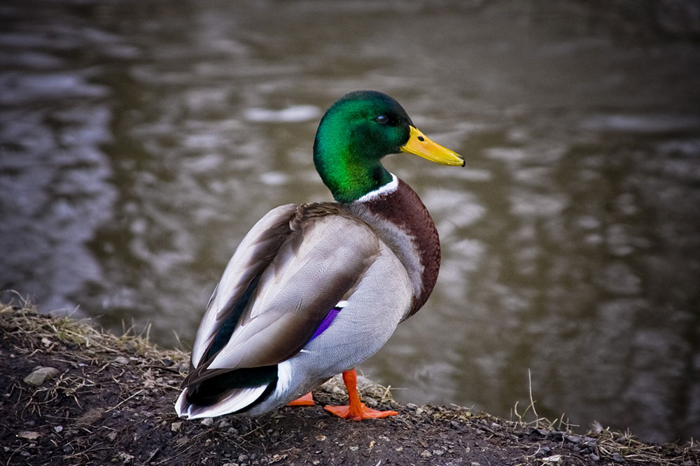 Green Duck Julian Corlaci