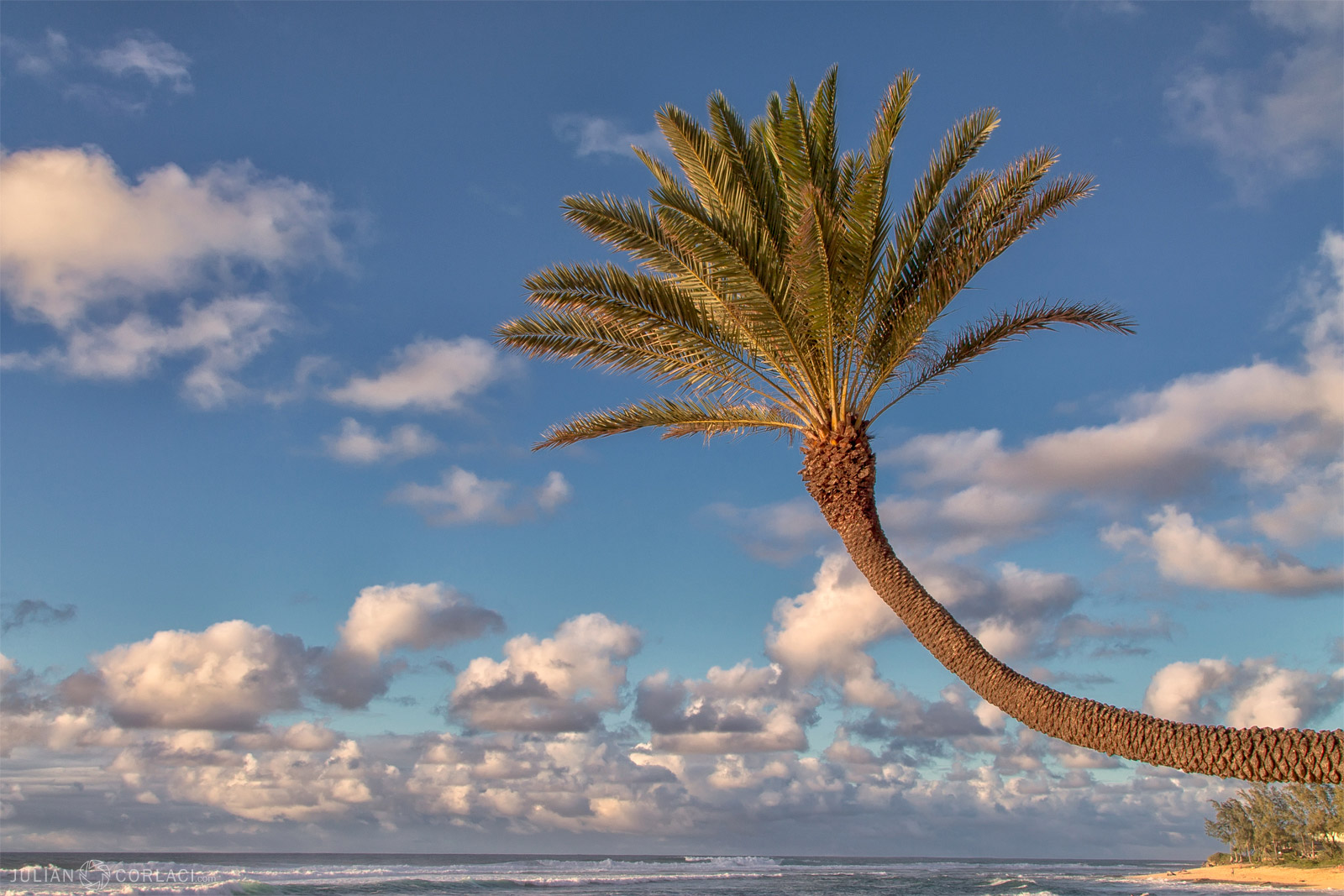 Curved Palm Tree Julian Corlaci