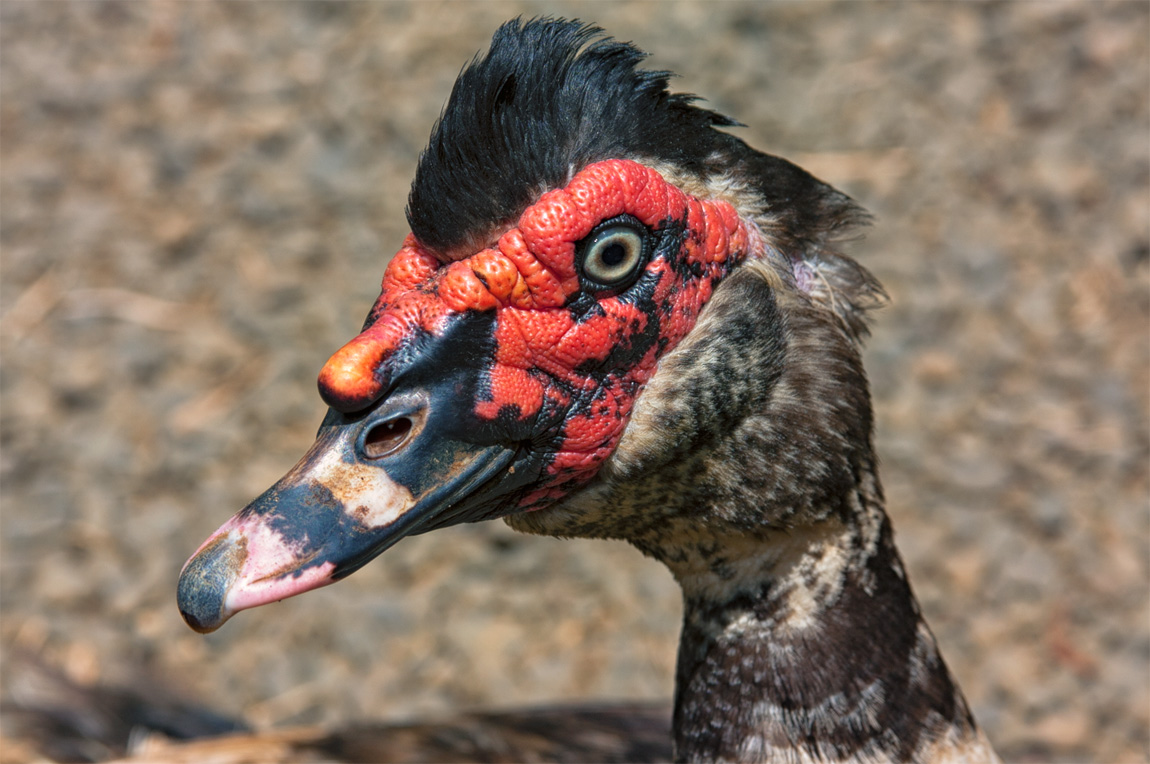 Ugly Duck Julian Corlaci