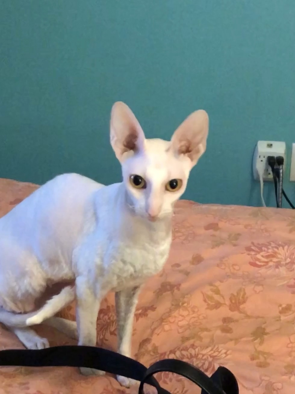 CornBred Cornish Rex Cattery » image2