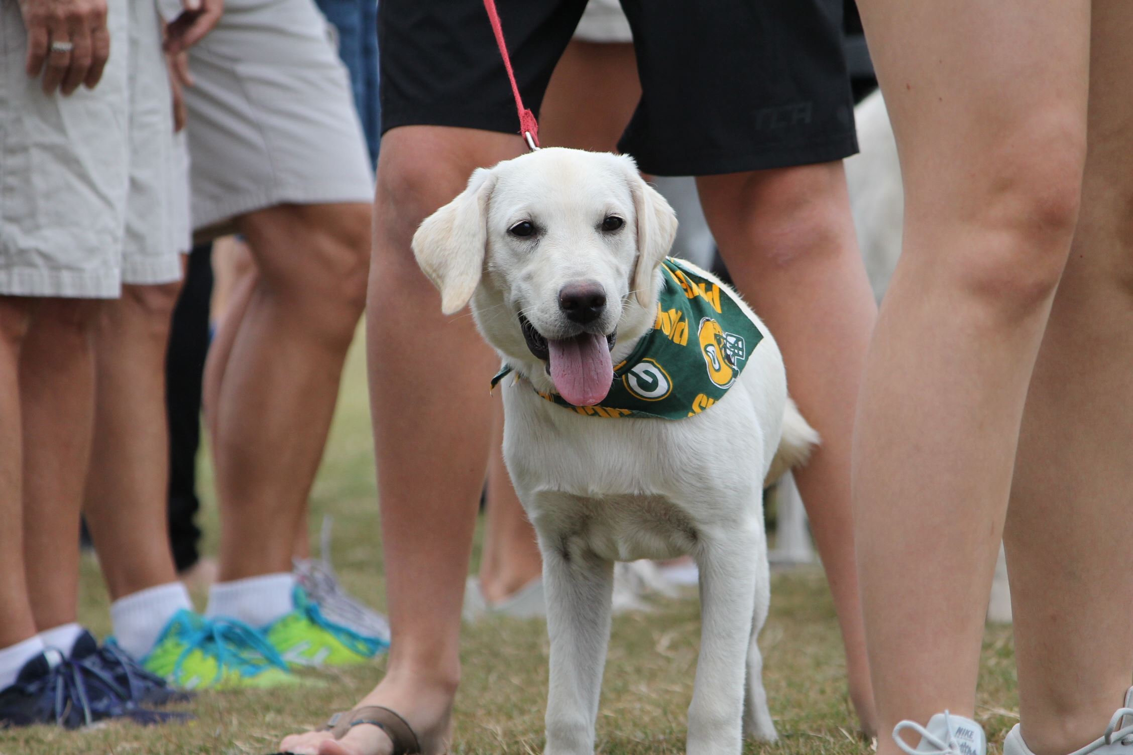 Dog Show Saturday in Robbins Park Cornelius Today