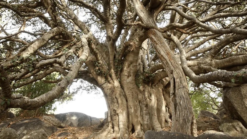 Cornerstone Figs at Josephine Burch blog