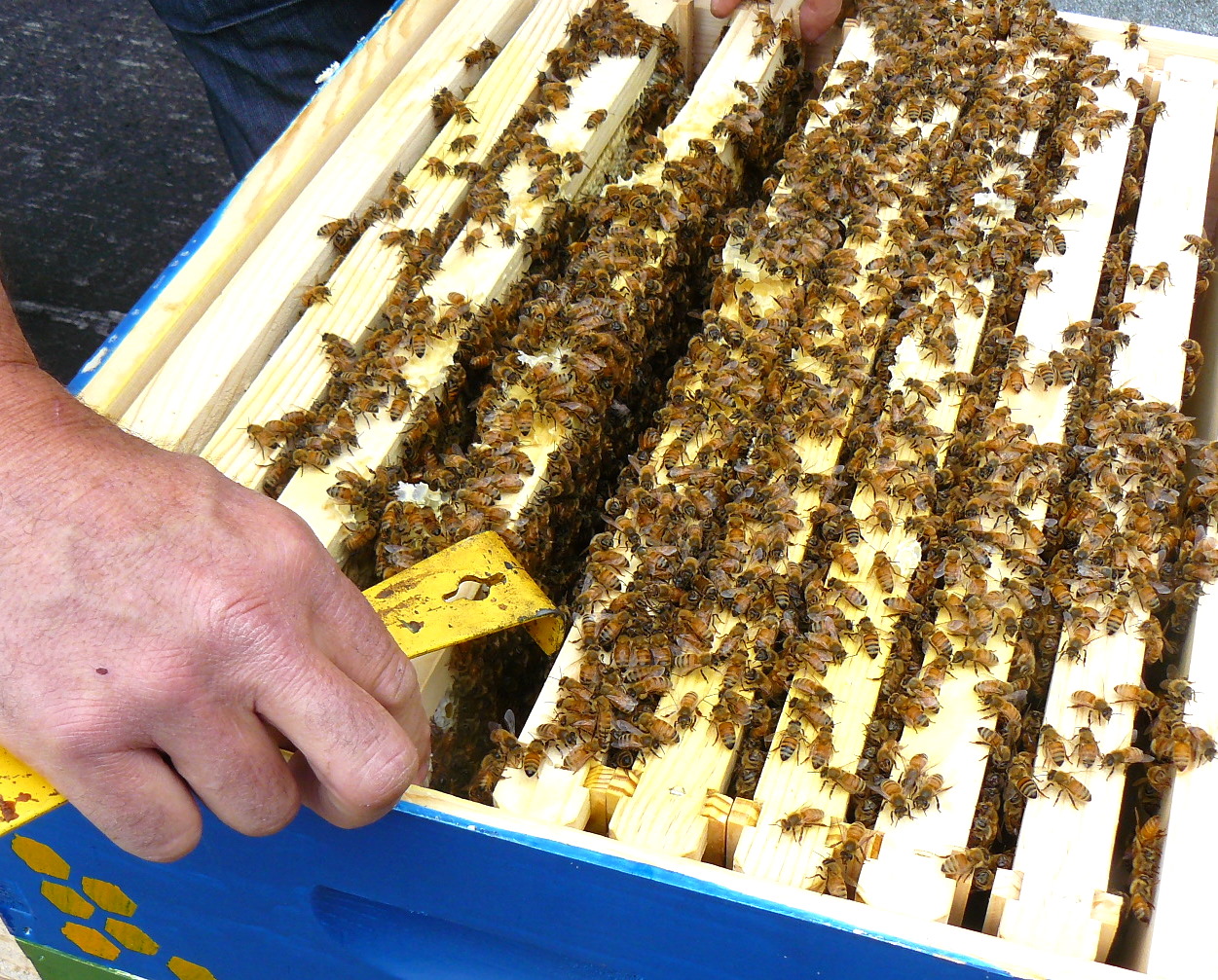 How Much Honey Do Bees Make In A Year The Life of Bee