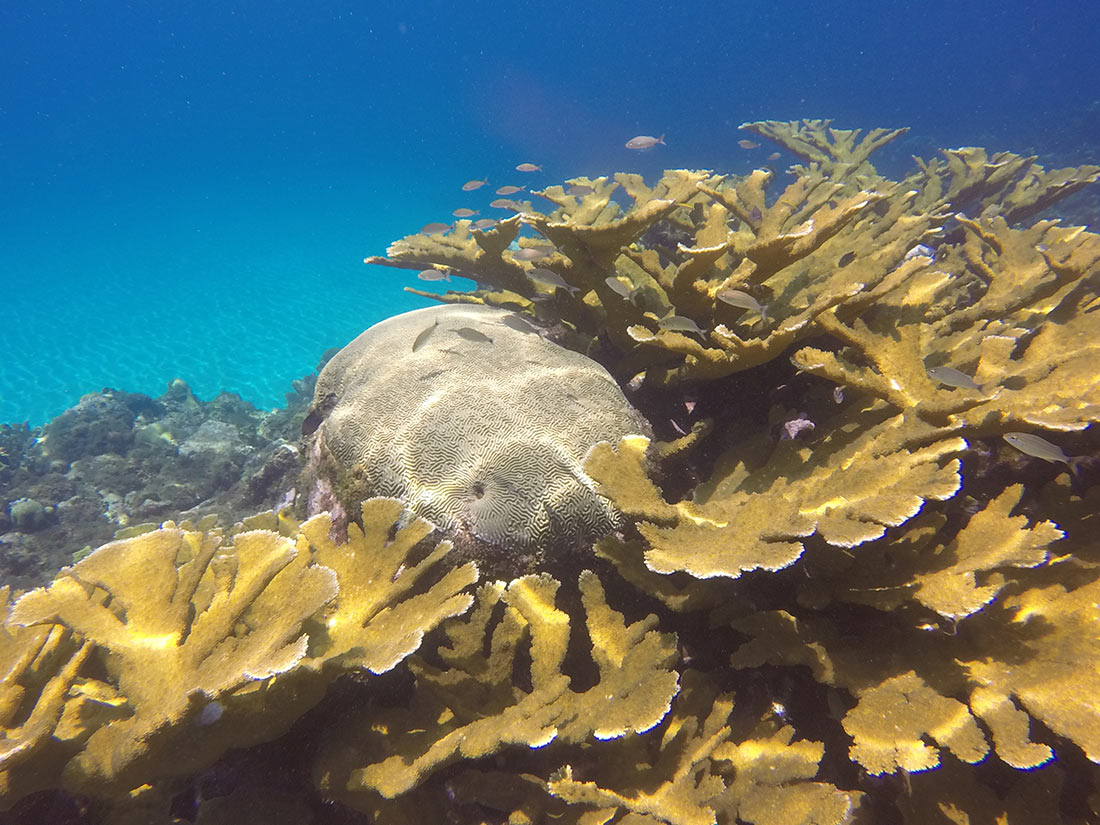 Scuba Diving Corn Island Dive Center Nicaragua
