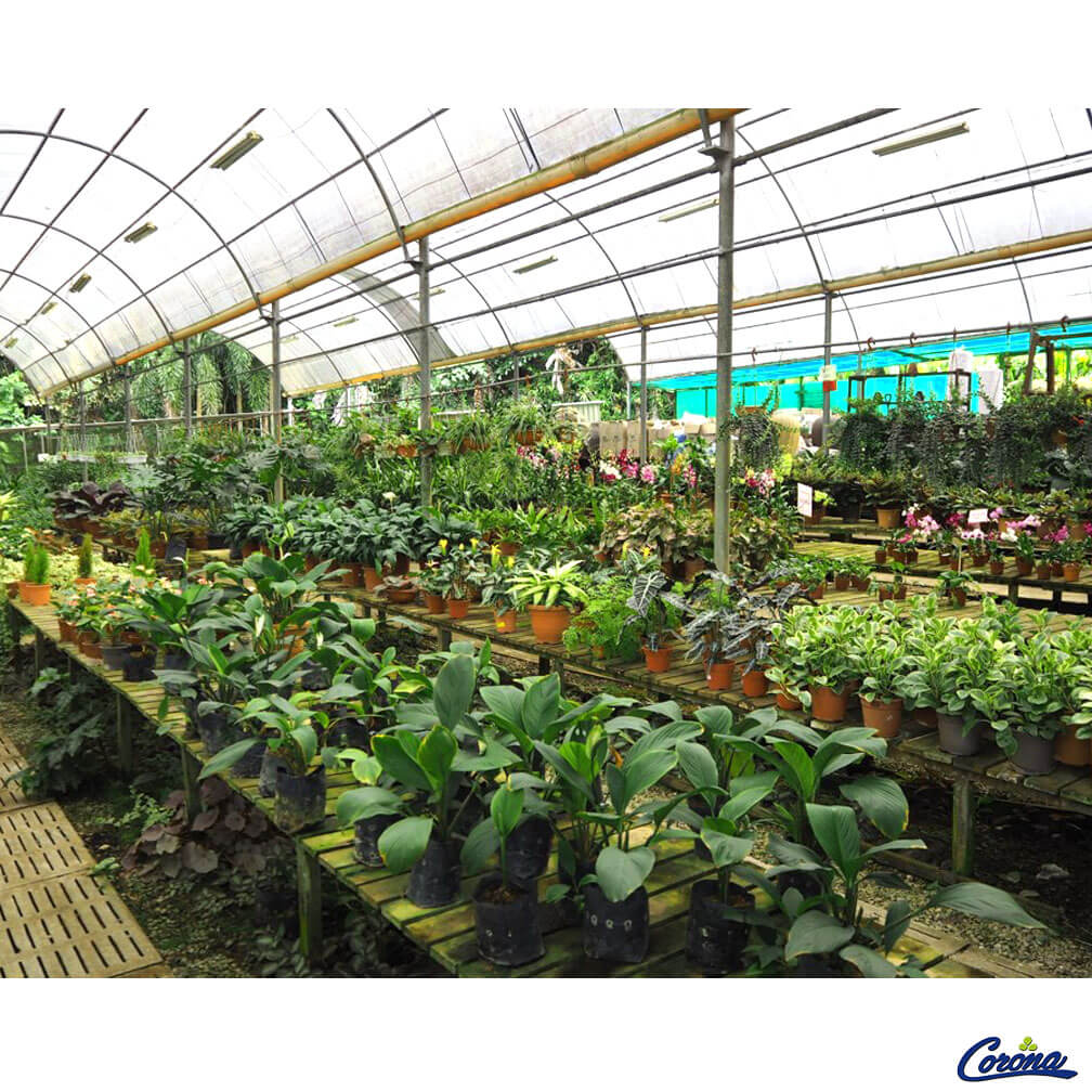 Indoor3 Corona Florist & Nursery